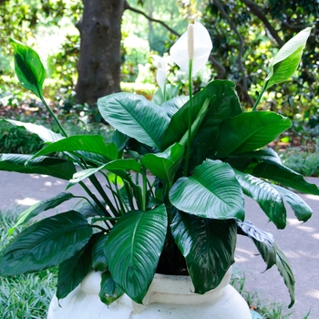 Spathiphyllum wallisii '' (114324)