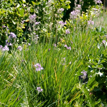 Tulbaghia cominsii