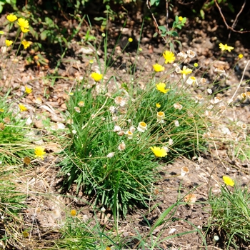 Tetraneuris scaposa '' (114348)