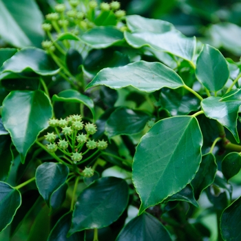 Trochodendron aralioides '' (114351)