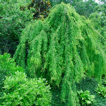 Taxodium distichum 'Falling Waters'