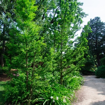 Taxodium distichum 'Peve Minaret' 