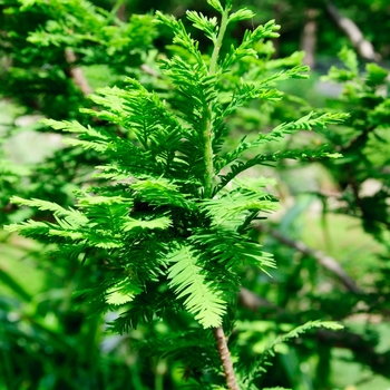 Taxodium distichum 'Peve Minaret'