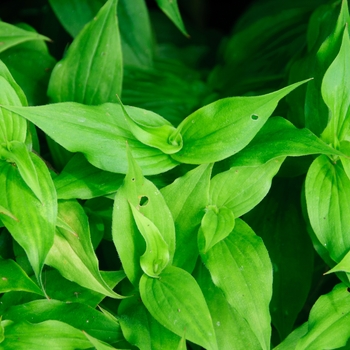 Tricyrtis formosana 