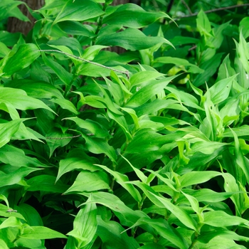 Tricyrtis formosana '' (114362)