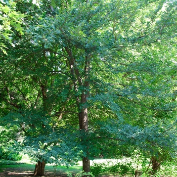 Ulmus crassifolia