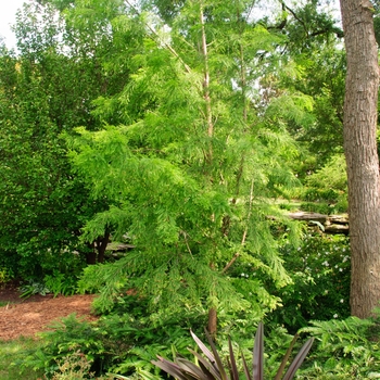 Taxodium distichum 'Shawnee Brave' 'Mickelson'