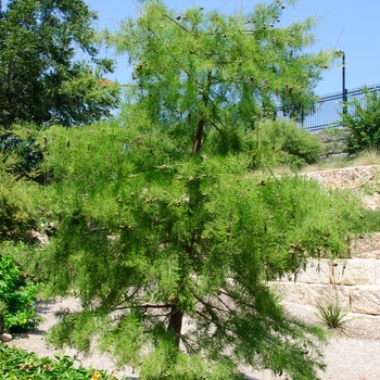 Taxodium ascendens