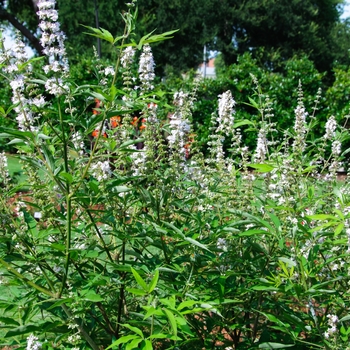 Vitex agnus-castus Daytona Heat™ 'Dale White'