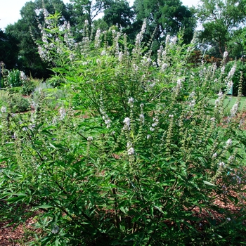 Vitex agnus-castus 'Dale White' 