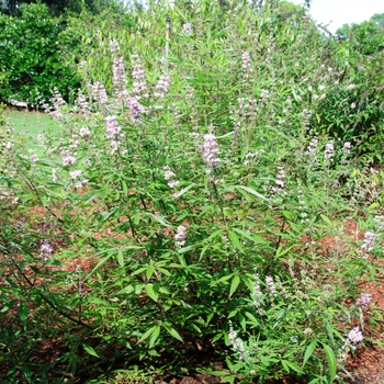 Vitex agnus-castus 'Danica Pink' 