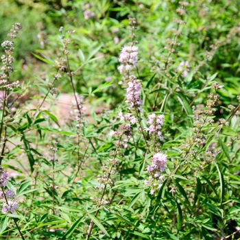 Vitex agnus-castus Daytona Heat™ 'Danica Pink'