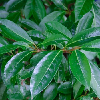 Viburnum awabuki 'Chindo' 