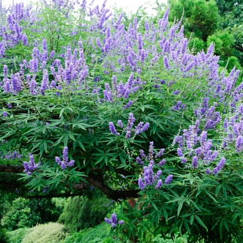 Vitex agnus-castus
