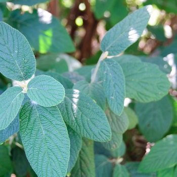 Viburnum x rhytidophylloides 'Willowwood' 