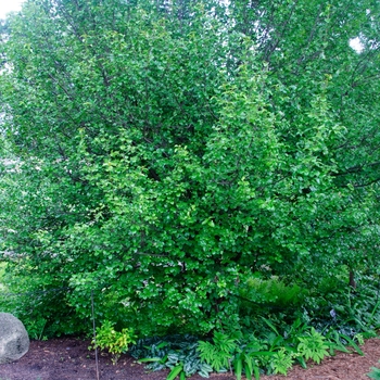 Viburnum rufidulum