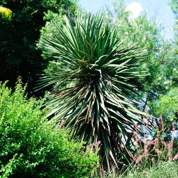 Yucca treculeana 