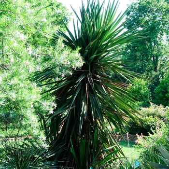 Yucca treculeana