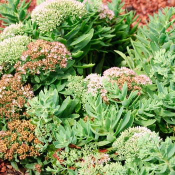 Sedum Rock 'N Grow® 'Pure Joy'