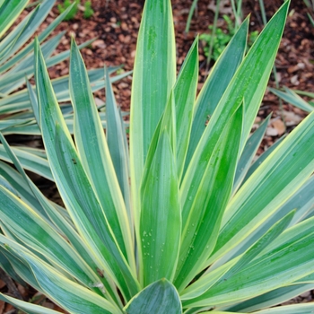 Yucca gloriosa