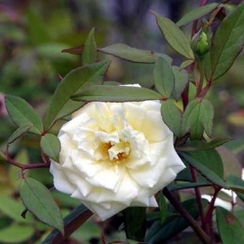Rosa chinensis 'Ducher' 