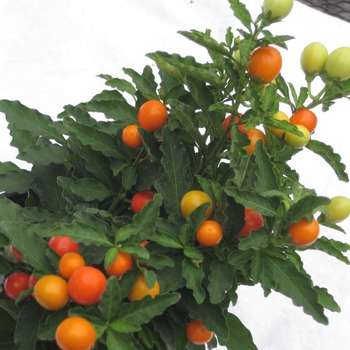 Solanum pseudocapsicum