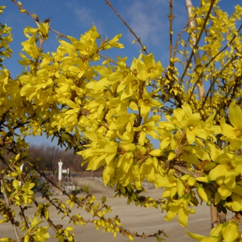 Forsythia 'Northern Sun' 