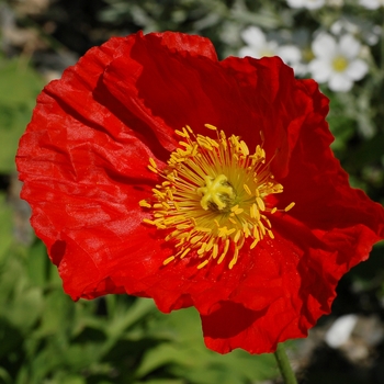 Papaver nudicaule 'Red' 