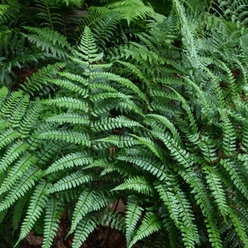 Dryopteris championii