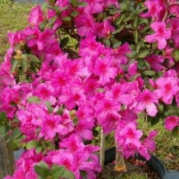 Rhododendron Southern Indica Hybrid 'Pink Formosa' 