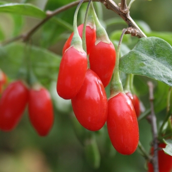 Lycium barbarum 'Firecracker' 