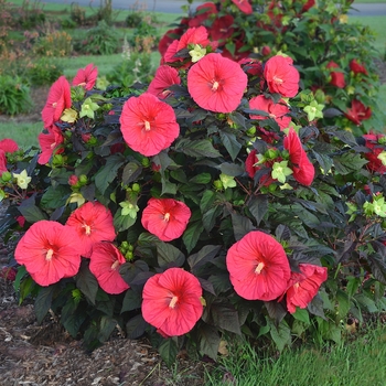 Hibiscus 'Mars Madness' 