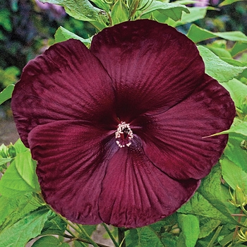 HIbiscus 'Heartthrob' PP24760