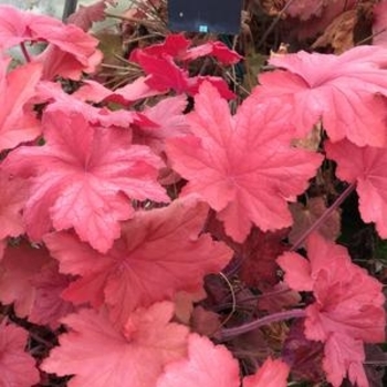 Heuchera 'Orange Dream' 