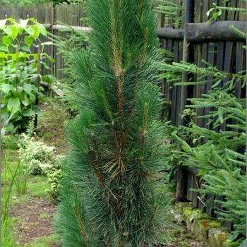 Pinus nigra 'Obelisk' 