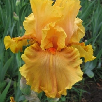 Iris germanica 'Cordoba' 