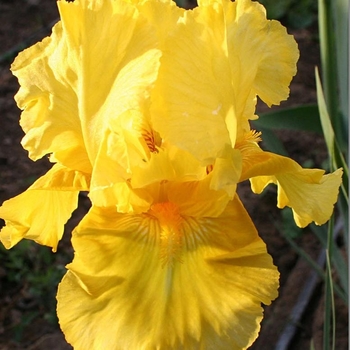 Iris germanica 'Pleasant Peasant' 