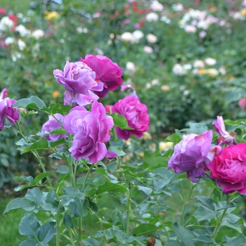 Rosa 'Wild Blue Yonder™' (114735)