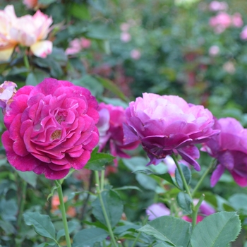 Rosa 'Wild Blue Yonder™'