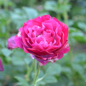 Rosa 'Wild Blue Yonder™' (114738)