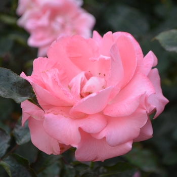 Rosa 'Paris d'Yves St, Laurent'