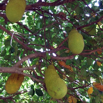 Artocarpus heterophyllus