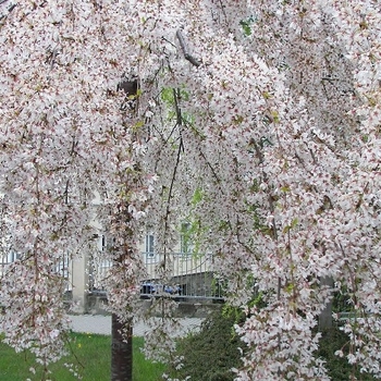 Prunus incisa 'Lemon Splash' FPMSPL PP23384