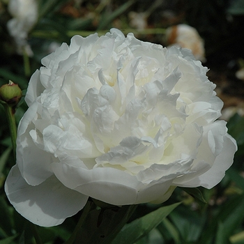 Paeonia lactiflora 'Florence Nichols' 