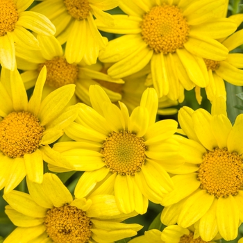 Argyranthemum frutescens 'Golden Butterfly®' 