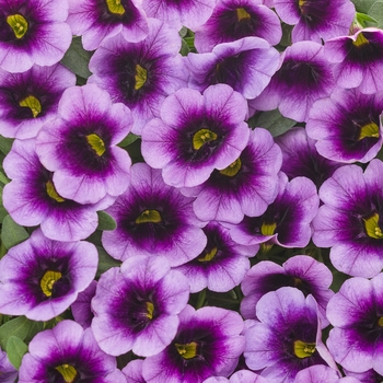 Calibrachoa Superbells® 'Blue Moon Punch™'