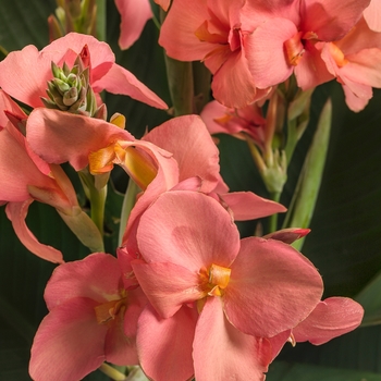 Canna x generalis Toucan® Coral