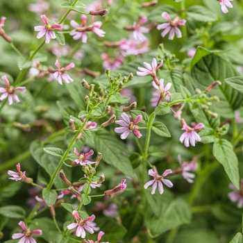 Cuphea ramosissima 'Fairy Dust™ Pink' 