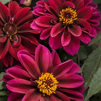 Dahlia variabilis Dahlightful® 'Crushed Crimson'