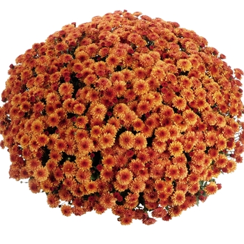 Chrysanthemum x morifolium 'Accent Bronze' 